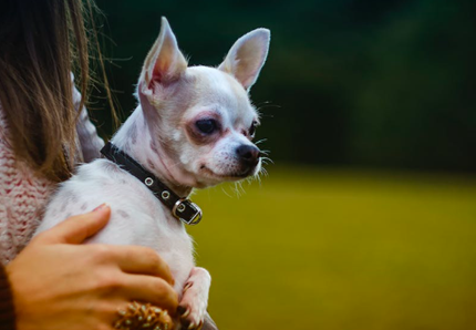 Via il cane dal bar: la polemica